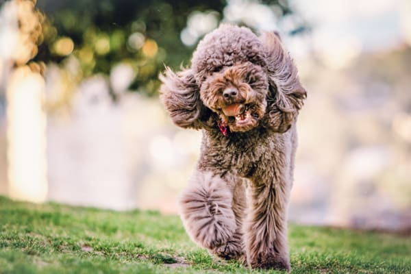 poodle happy in green grass
