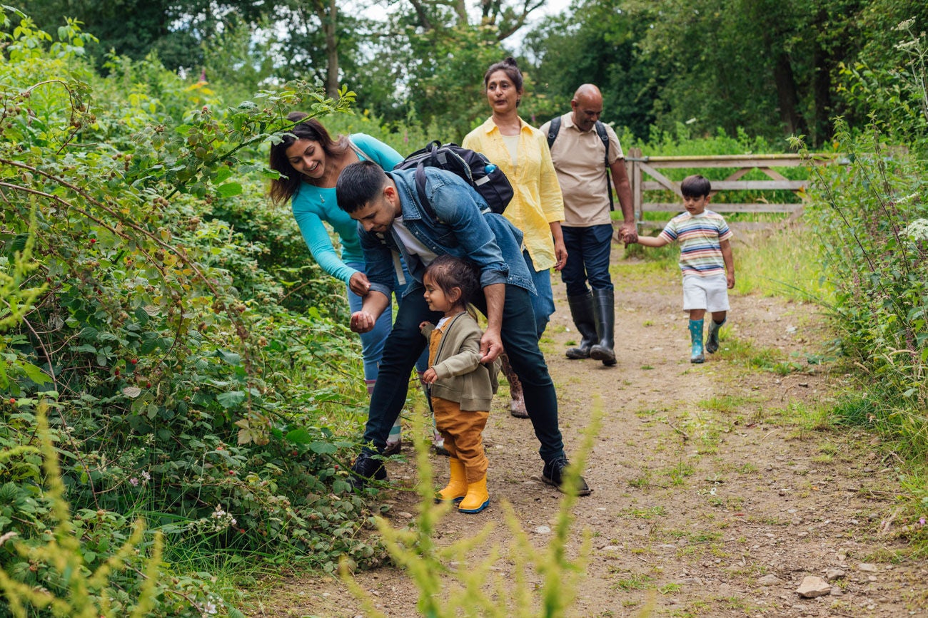 A medium  shot of a multi generation family walking through a woodland forest in Northumberland, Northeastern England during the Covid-19 pandemic. The grandfather is holding hands with the eldest grandson and the father is picking berries of the bushes with the youngest son.