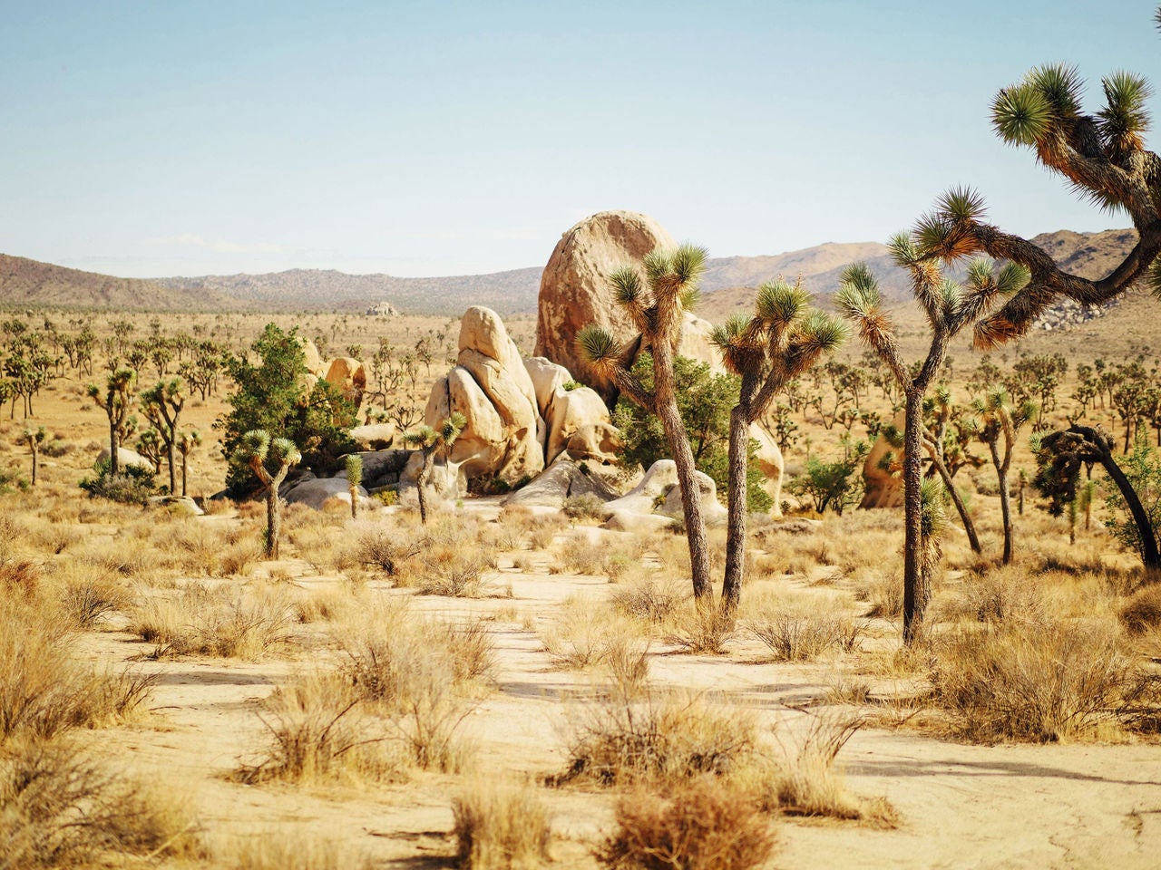 Desert landscape in Joshua Tree, California