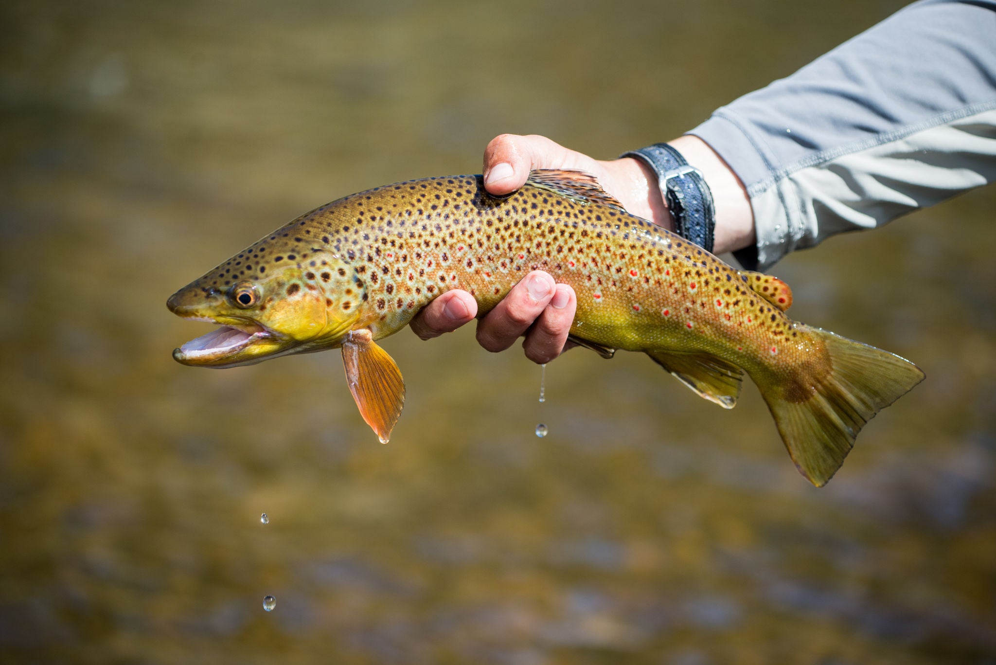 Angler holds in their hand the prized catch of the day