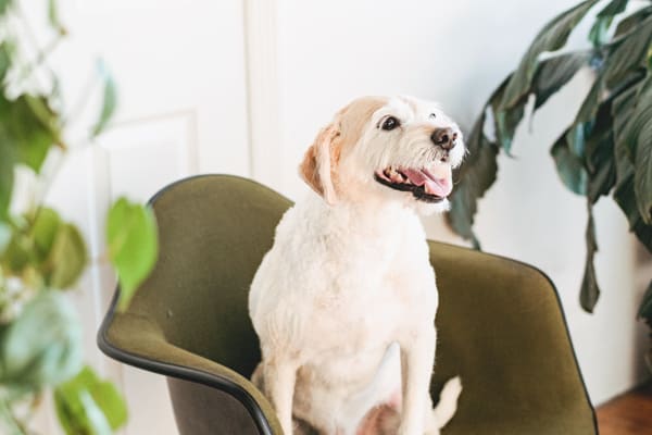 dog happy in chair
