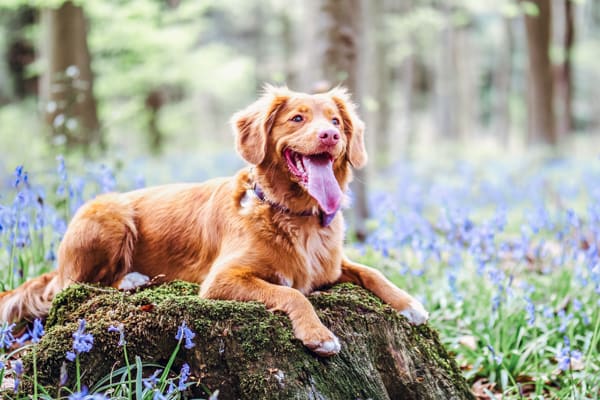 dog hiking in mountains