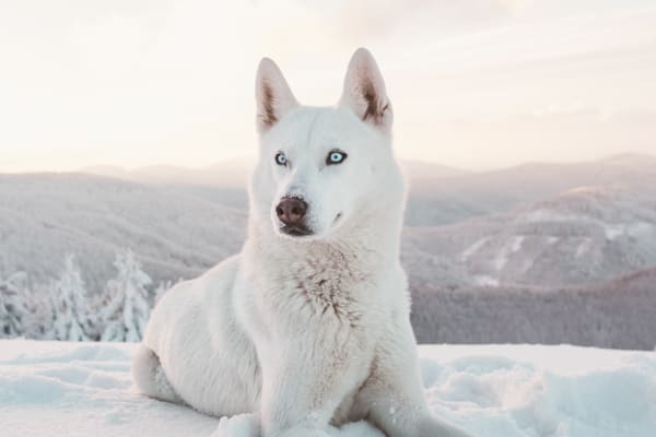 husky in mountains