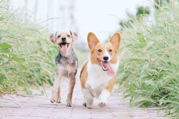 dog friends at beach