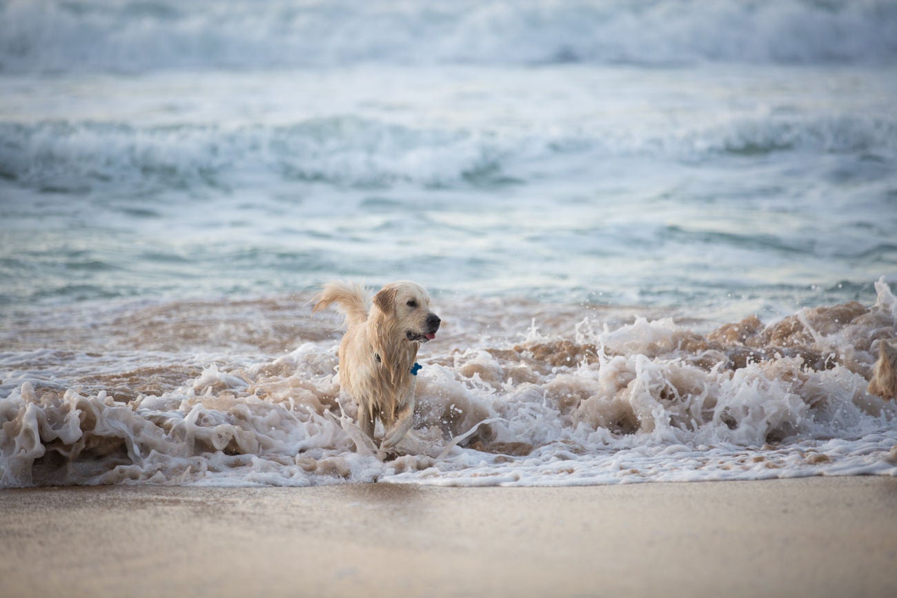 Golden retriever swimming