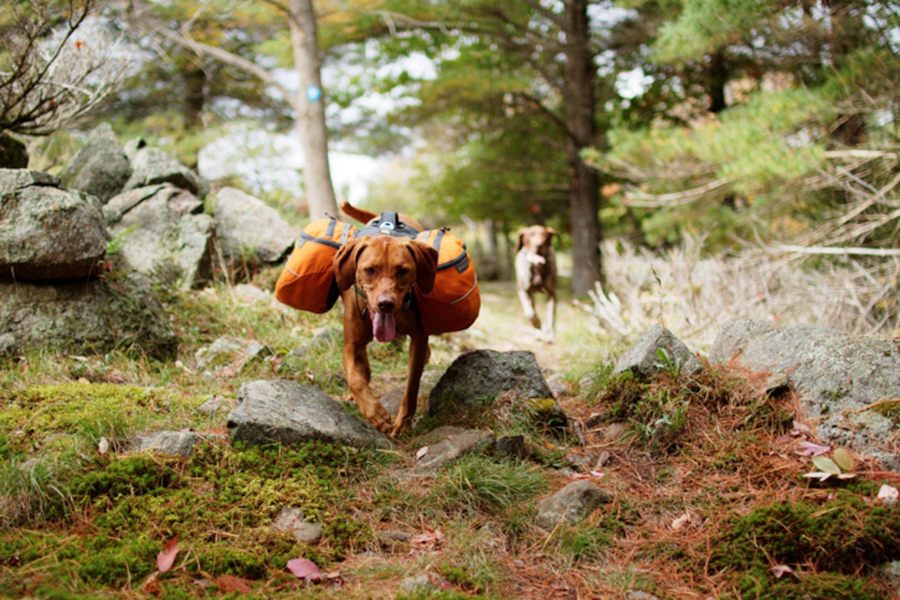Vizsla running down mossy trail with backpack.
