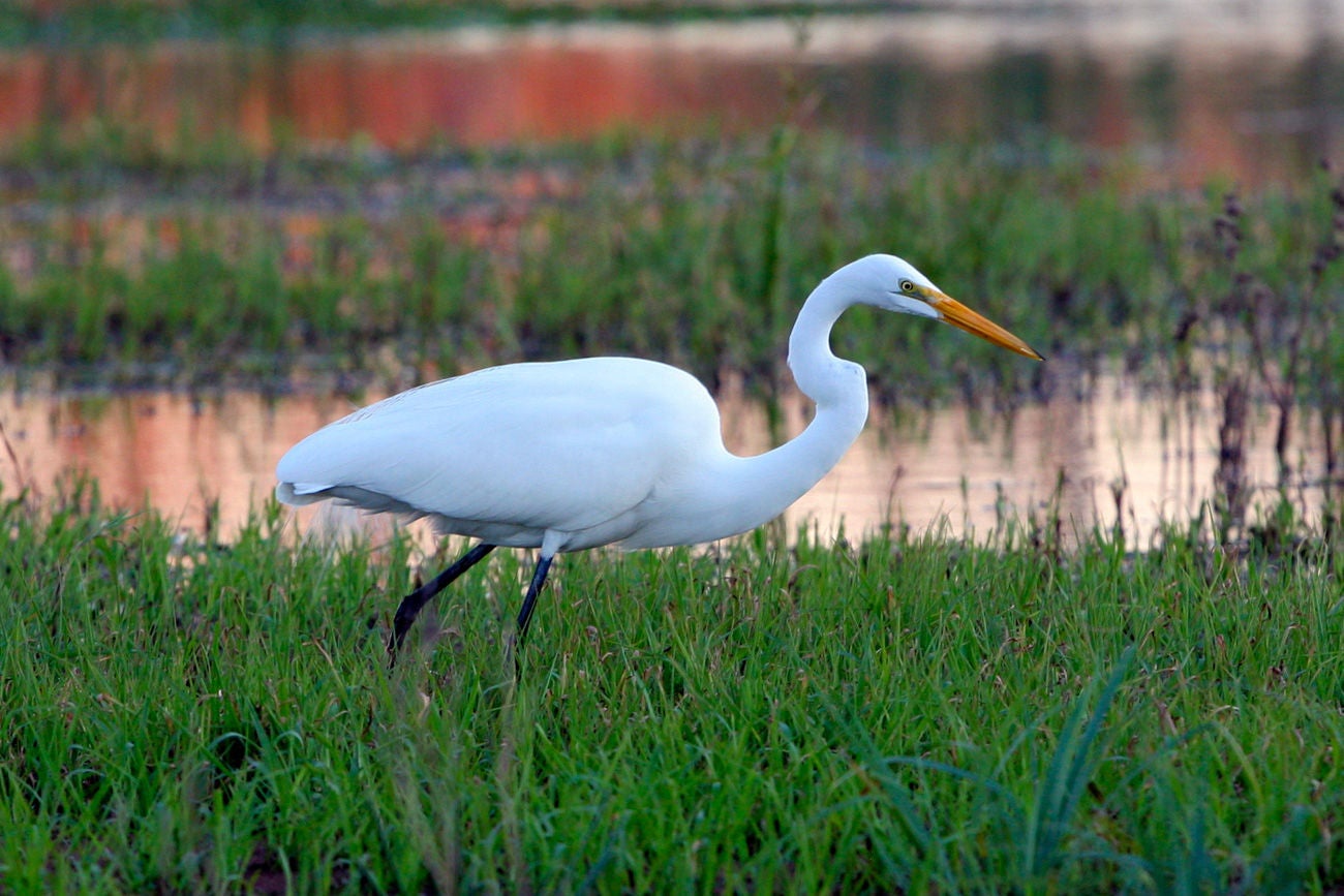 LITTLE TYBEE ISLAND IS FOR BIRDWATCHING. THE GREAT EGRETS ARE PARTICULARLY BEAUTIFUL.