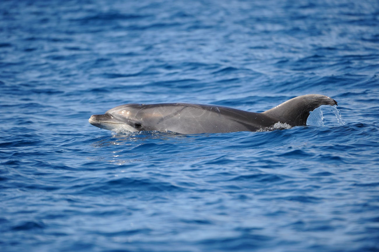 "a bottlenose dolphin swimming in the atlantic ocean at pico island, azores."
