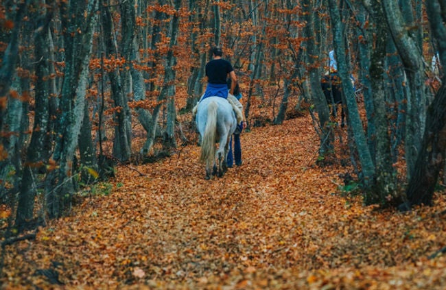 Man riding horse through fall forest
