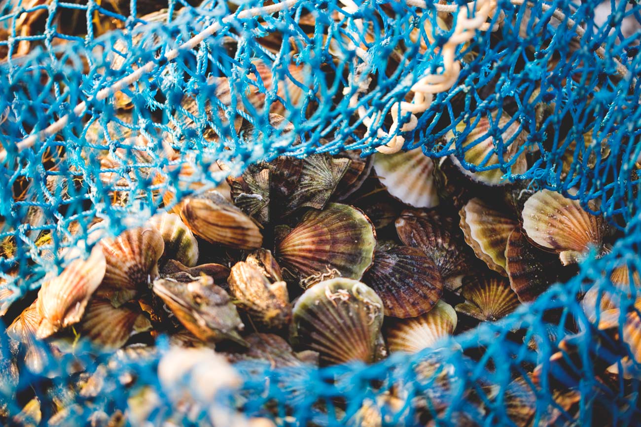 954475258 Delicacies fresh scallop mussel at fishing net