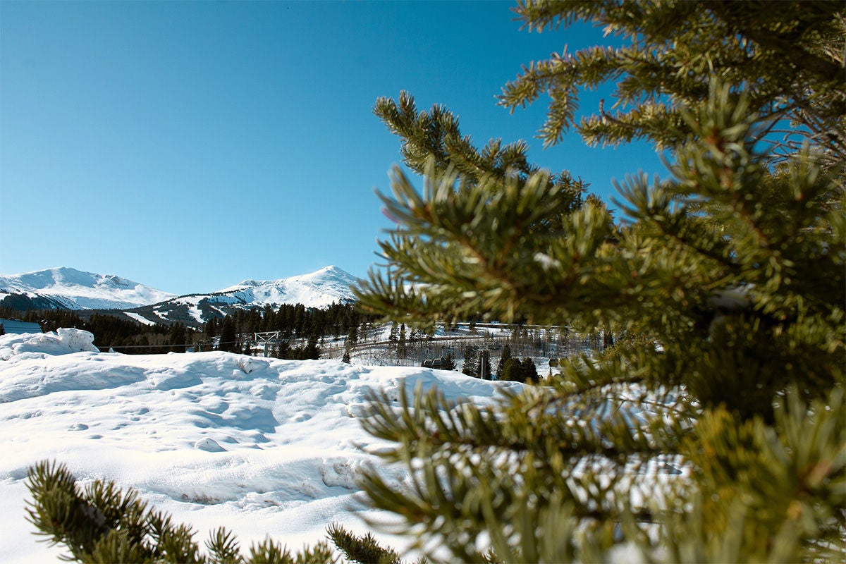 Pine trees in the snow.