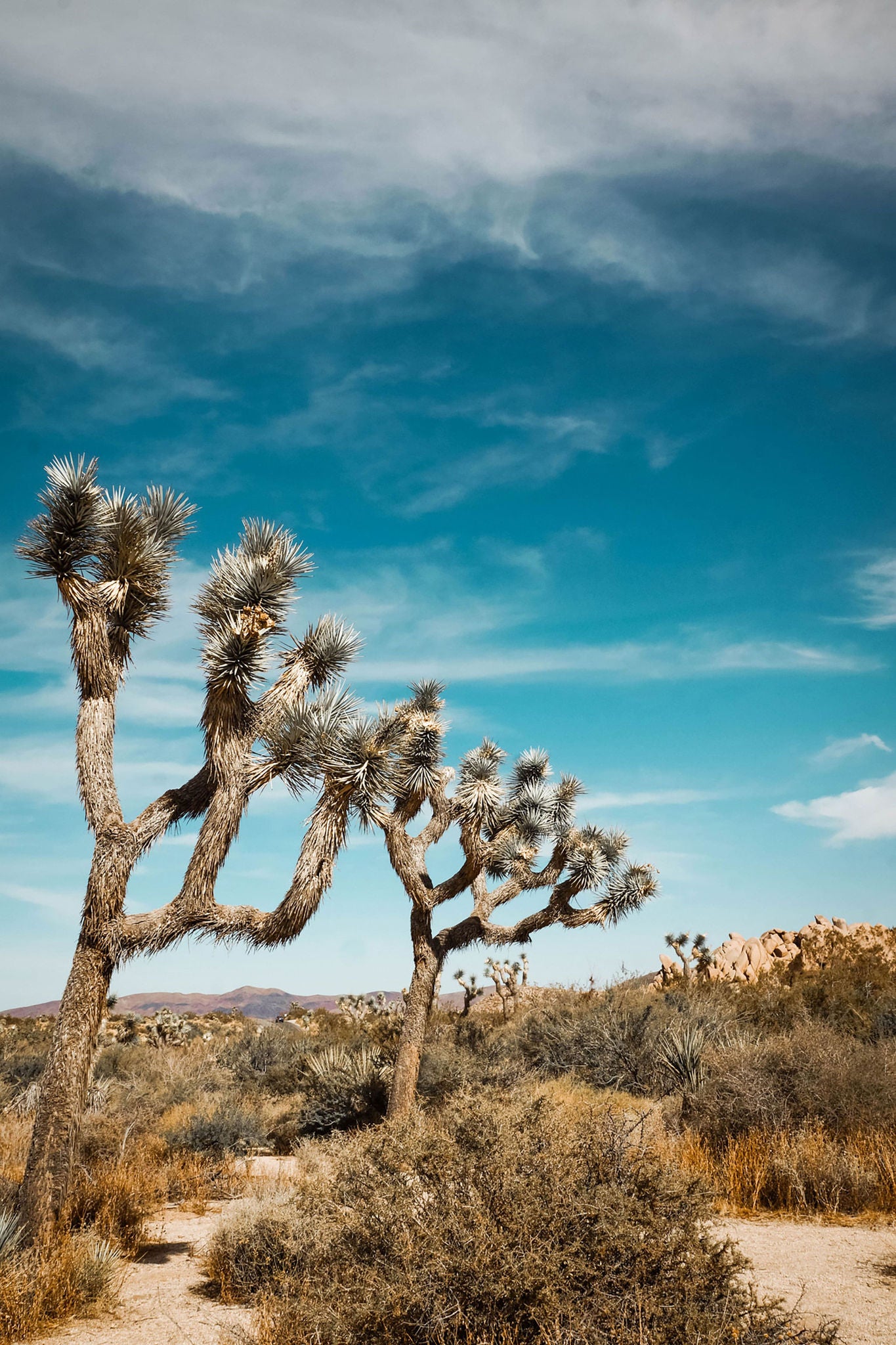 Joshua Tree, California