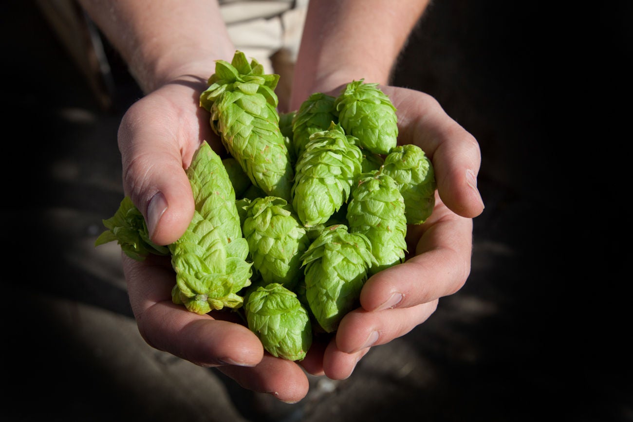 Fresh Hops Ready to be used in a batch of Home Brew... India Pale Ale.