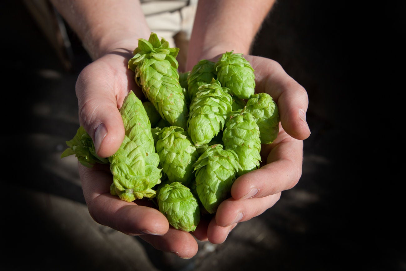 182177675 Fresh Hops Ready to be used in a batch of Home Brew... India Pale Ale.