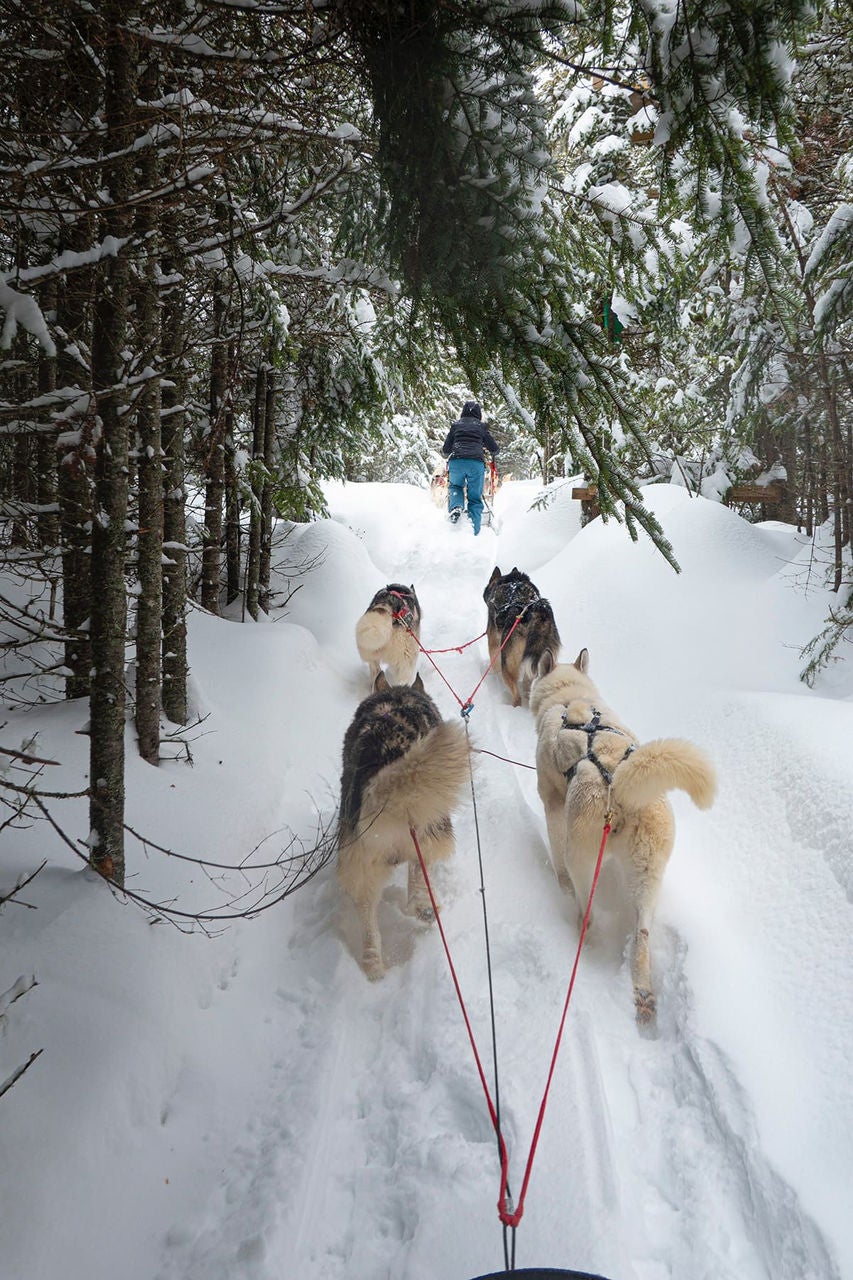 Dogsledding