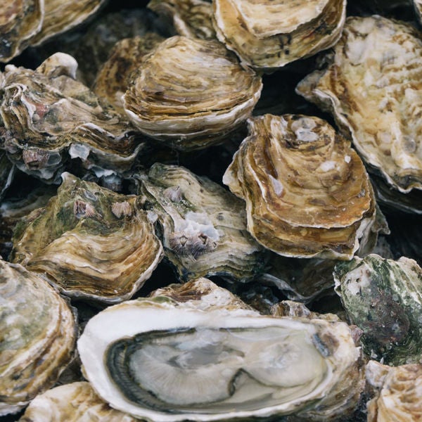 oysters