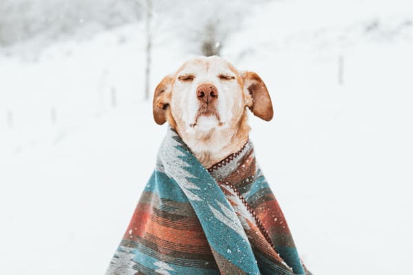 dog wrapped in blanket in the snow