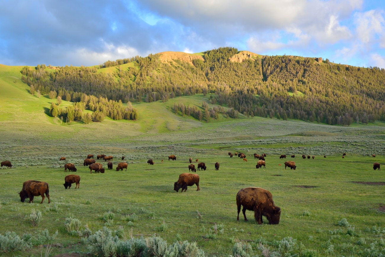 Herd of domesticated American bison buffalo grazing in a lush green agricultural pasture under a cloudy blue sky