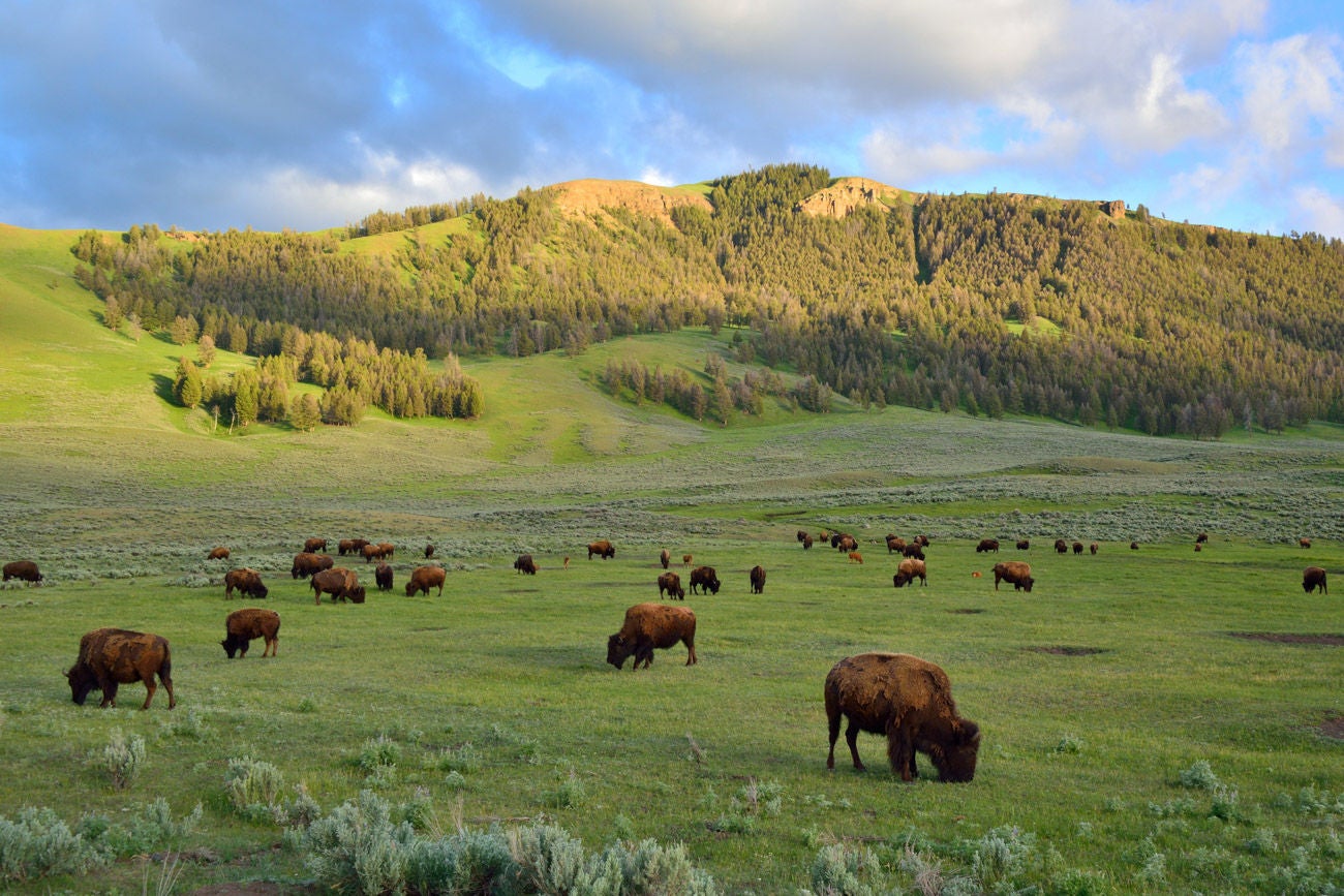 FIRE TOWERS OFFER A UNIQUE AND INTERESTING WAY TO VIEW THE LANDSCAPE. Herd of domesticated American bison buffalo grazing in a lush green agricultural pasture under a cloudy blue sky