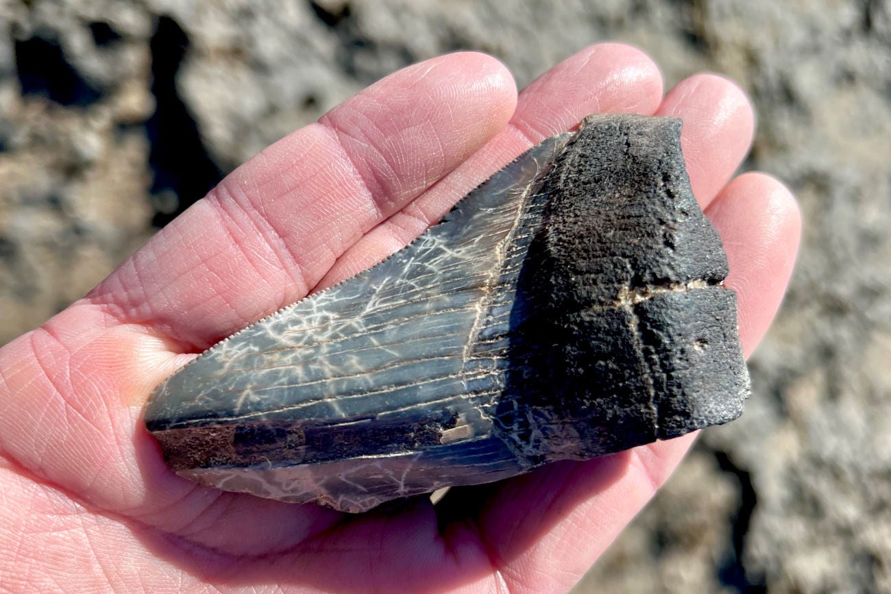 MEGALODON TEETH ARE RARE, SO THIS WAS A UNIQUE FIND ON SHARK TOOTH ISLAND.