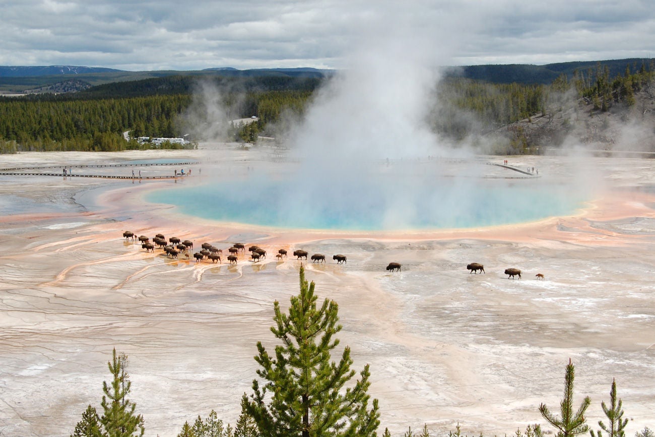 Colorful Grand Prismatic Spring sending hot steam skyward with a passing bison herd in the Midway Geyser Basin of Yellowstone National Park, Wyoming, USA.