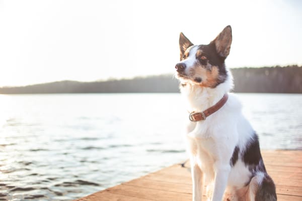 dog on dock at lake