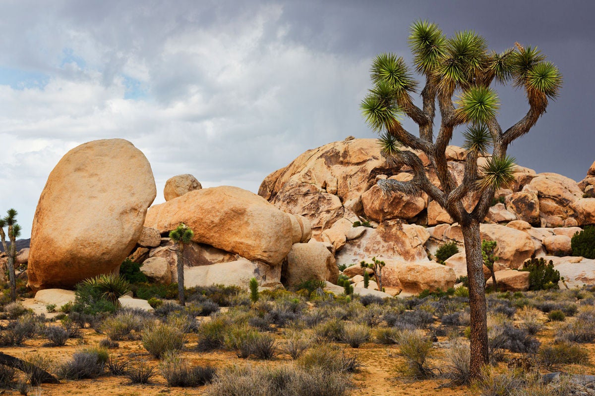 THE MOJAVE AND COLORADO DESERT ECOSYSTEMS CONVERGE IN JOSHUA TREE NATIONAL PARK FOR ONE SPECTACULAR DESTINATION.