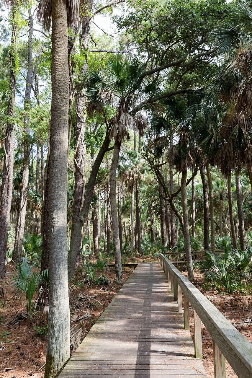 Pathway along trees in Hunting Island, South Carolina
