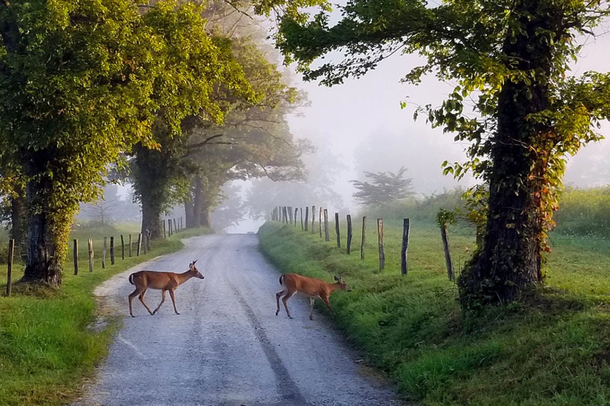SIGHTSEE AT A LEISURELY PACE WHEN VISITING CADES COVE. [PHOTO CREDIT: BASILPICS]
