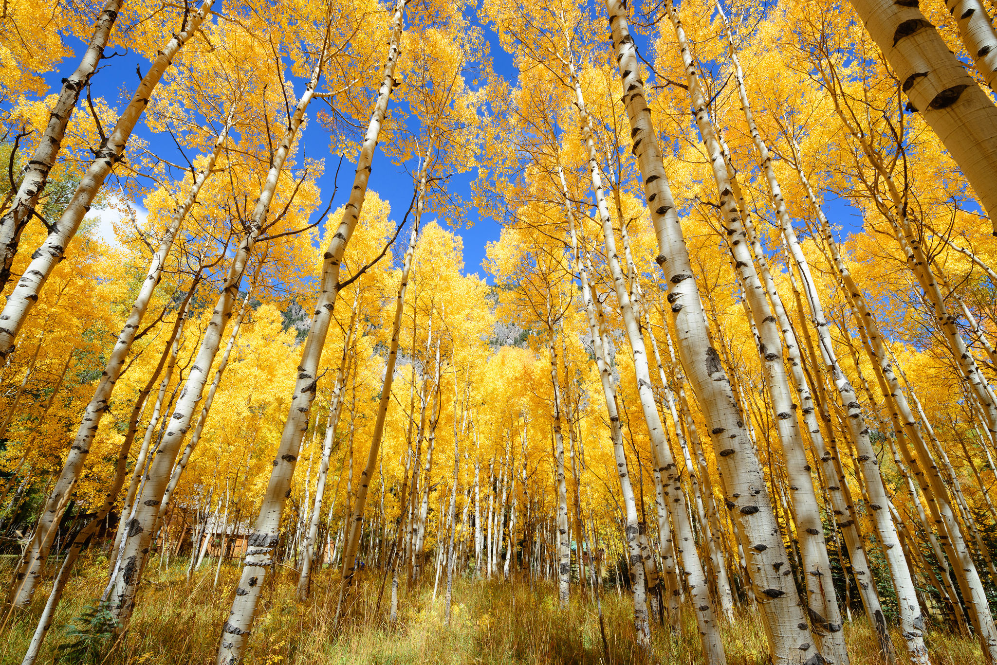 Aspen Trees in the Mountains
