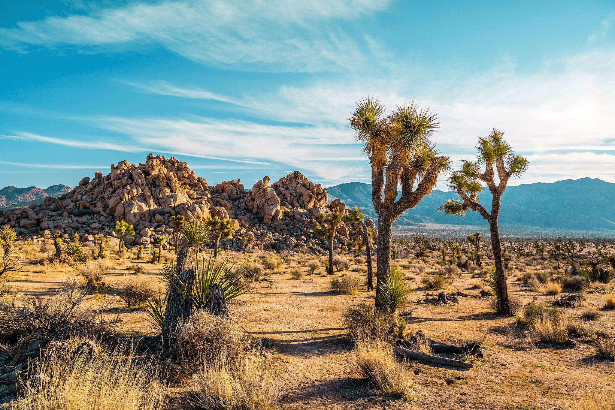 Joshua Tree