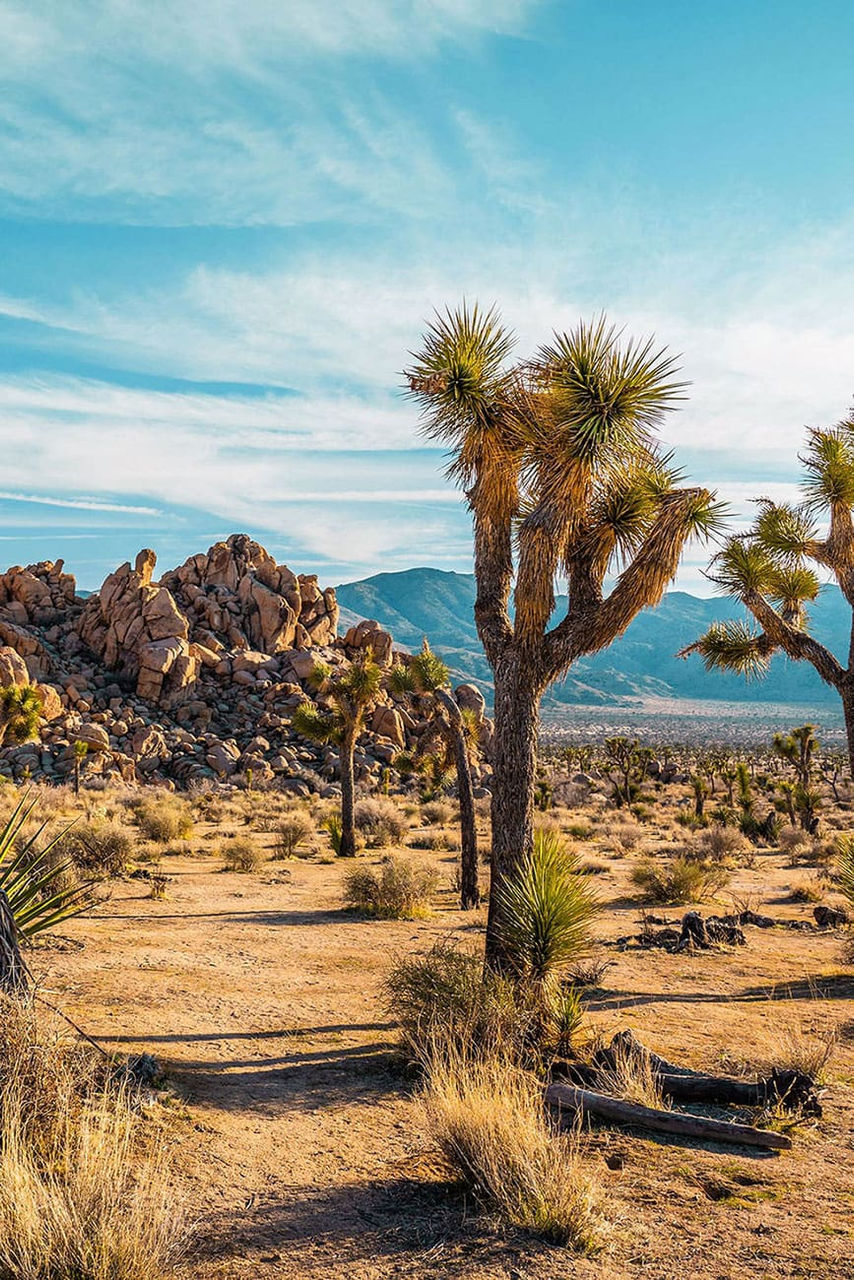 Joshua Tree, CA