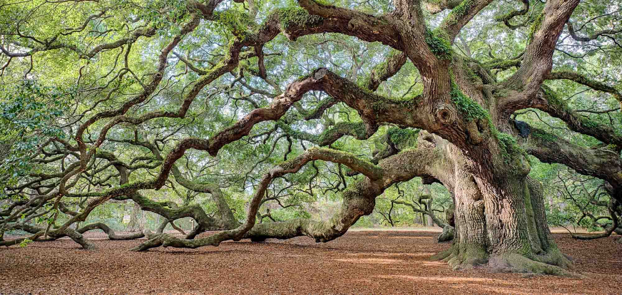 Angel Oak in South Carolina