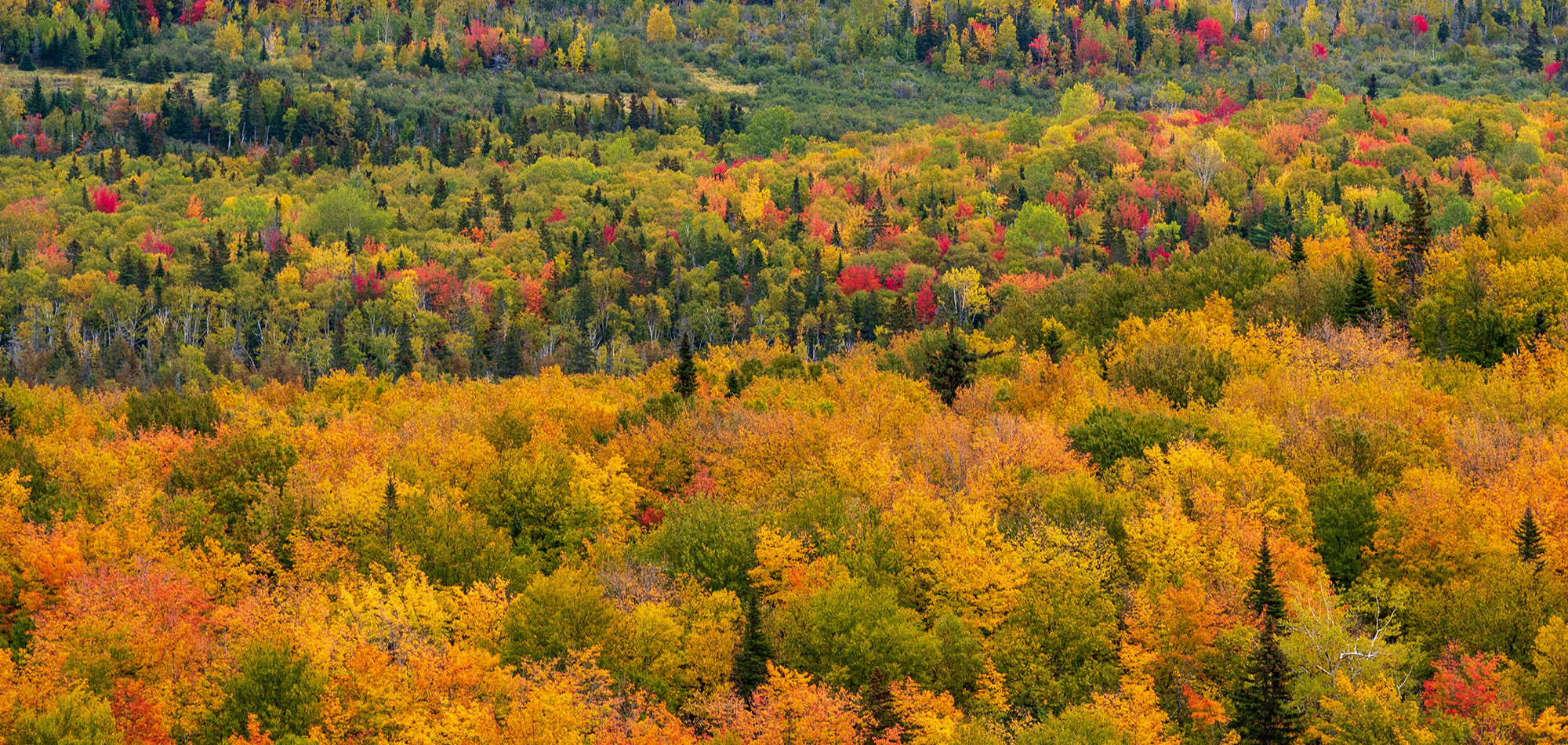 Fall leaves in the Mountains