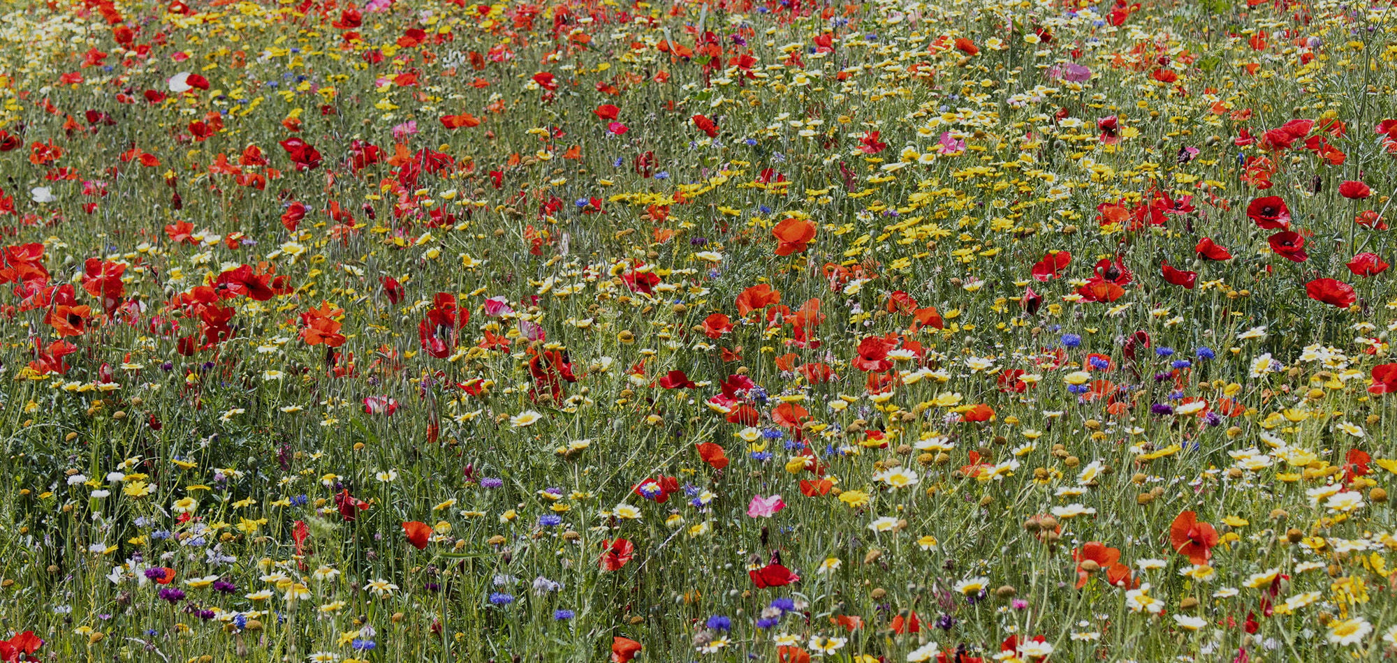 Wild Flowers in the Mountains