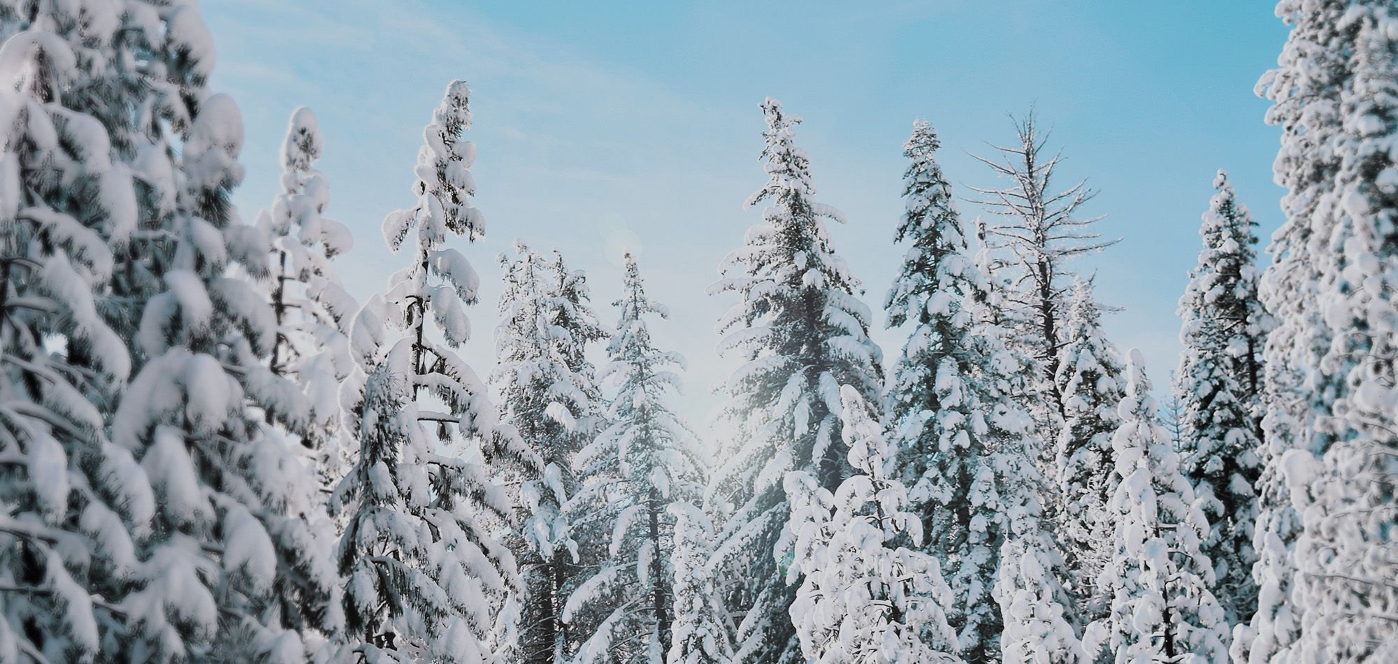 Snow Filled Pine Trees